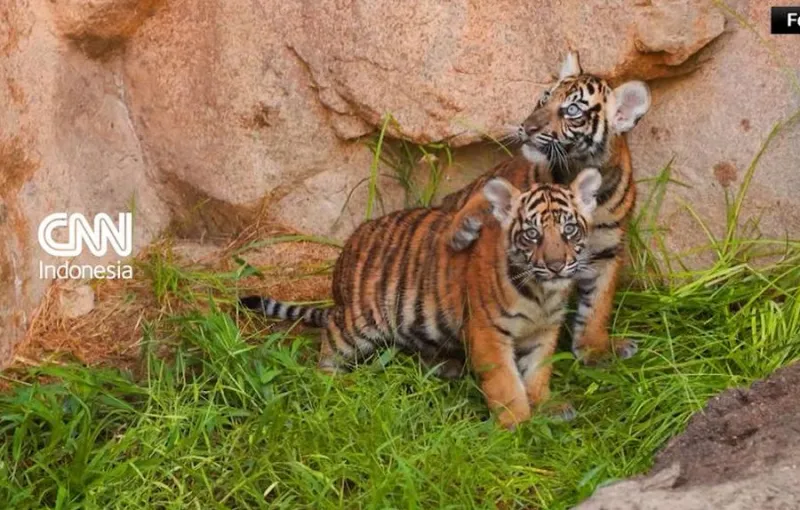 Dua Anak Harimau Sumatra Mulai Menjelajahi Habitat di Kebun Binatang Texas